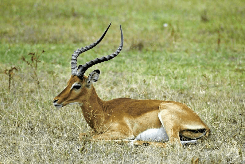 Այն, ինչ չգիտես Reebok-ի մասին